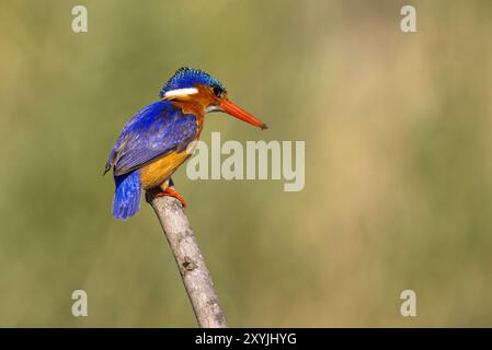 Malachiteigel in Malawi, Afrika Stockfoto