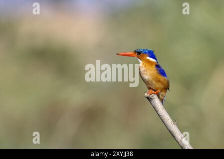 Malachiteigel in Malawi, Afrika Stockfoto