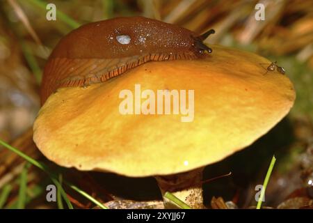 Goldener Boletus mit Nacktschnecke Stockfoto