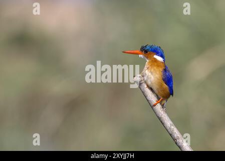 Malachiteigel in Malawi, Afrika Stockfoto