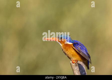 Malachiteigel in Malawi, Afrika Stockfoto