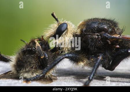 Gelbe Mordfliege oder gelbe Raubfliege mit einer Hummel als Beute. Das Insekt wird vom Jäger ausgesogen. Gelbe schwarze Haare bedecken den Jäger. Makro-sh Stockfoto