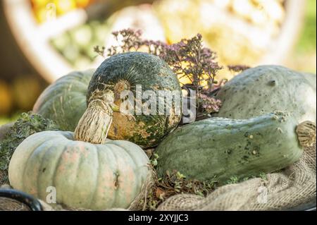 Verschiedene Kürbisse in grünen und grauen Farben auf einem Heu, umgeben von grünen Pflanzen, borken, münsterland, Deutschland, Europa Stockfoto