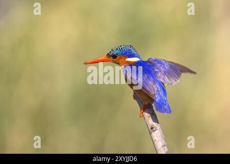 Malachiteigel in Malawi, Afrika Stockfoto