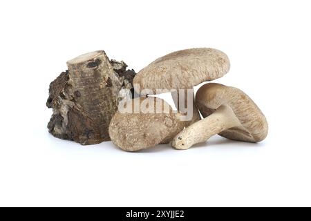 Shiitake-Pilze (Lentinula edodes) in der Nähe von Birkenstumpf isoliert auf weißem Hintergrund. Heilkräuter und Pilze Stockfoto