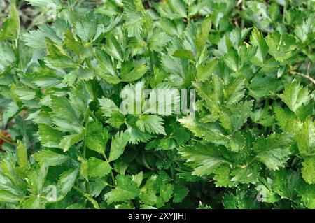 In der Nähe der wachsenden Sellerie Plantation (blattgemüse) im Gemüsegarten Stockfoto