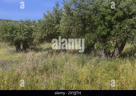 Alte Olivenbäume auf einer Frühlingswiese in Griechenland Stockfoto