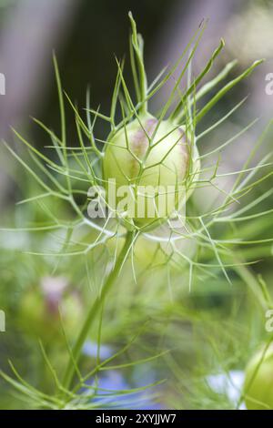 Samenkapsel einer Nebelliebe (Nigella damascena) Stockfoto