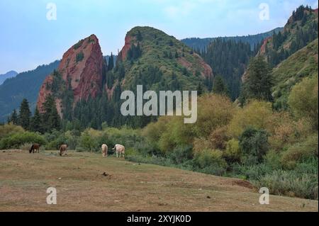 Herde von Kühen, die vor dem Berg in Kirgisistan weiden Stockfoto