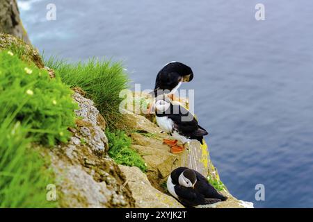 Papageitaucher auf der Klippe von Latrabjarg in Island Stockfoto