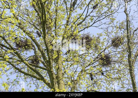 Gruppe von Vögeln Saatkrähen mit Nester in Eiche Baumkrone. Stockfoto