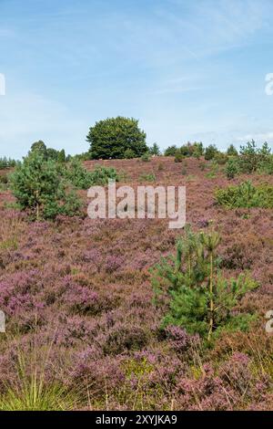 Blühende Calluna vulgaris, Bäume, Wilseder Berg bei Wilsede, Bispingen, Lüneburger Heide, Niedersachsen, Deutschland Stockfoto