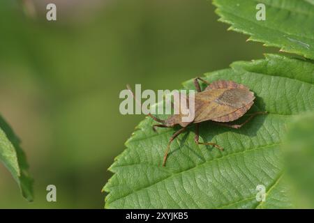 Käfer (Coreus marginatus) an einem Blatt anlegen. Dock Wanzen auf ein grünes Blatt Stockfoto