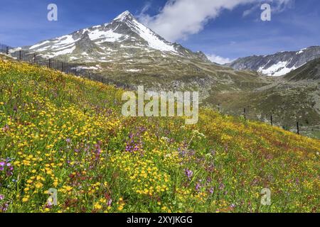 Bunte Blumenwiese in Südtirol, Italien, Europa Stockfoto