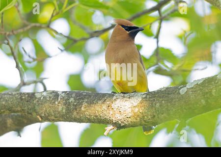 Erwachsene Zedernwachs (Bombycilla cedrorum) auf einem Ast. Stockfoto