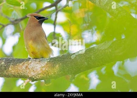 Erwachsene Zedernwachs (Bombycilla cedrorum) auf einem Ast. Stockfoto