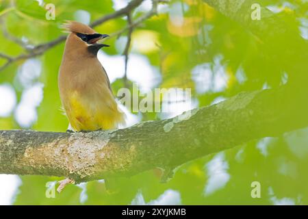 Erwachsener Zedernwachs (Bombycilla cedrorum), der auf einem Zweig hockte und rief. Stockfoto