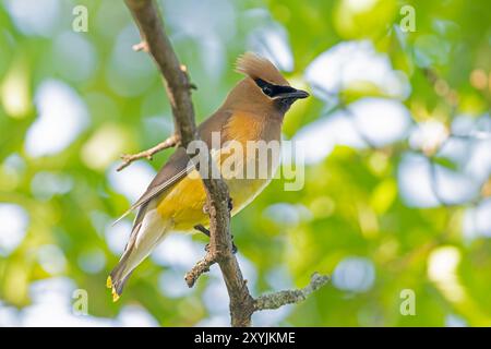 Erwachsene Zedernwachs (Bombycilla cedrorum) auf einem Ast. Stockfoto