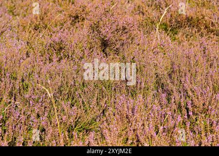 Blühende Calluna vulgaris, Heidekraut, bei Wilsede, Bispingen, Lüneburger Heide, Niedersachsen, Deutschland Stockfoto