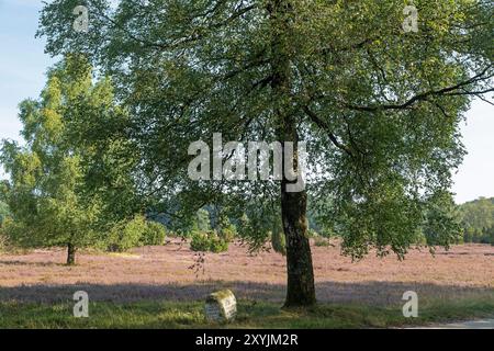 Blühende Calluna vulgaris, Birken, Wegweiser Stein, in der Nähe von Wilsede, Bispingen, Lüneburger Heide, Niedersachsen, Deutschland Stockfoto