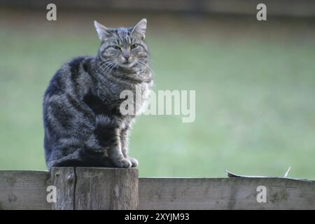 Katze auf einem Zaun Stockfoto