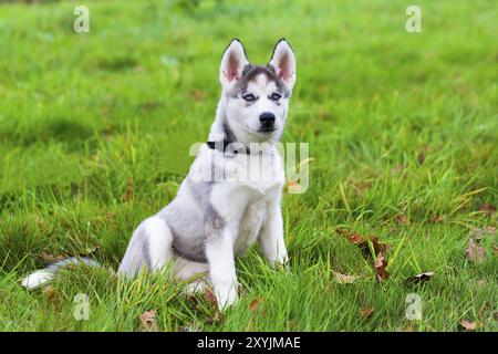 Junge blue eyed Husky dog sitting auf Gras Stockfoto