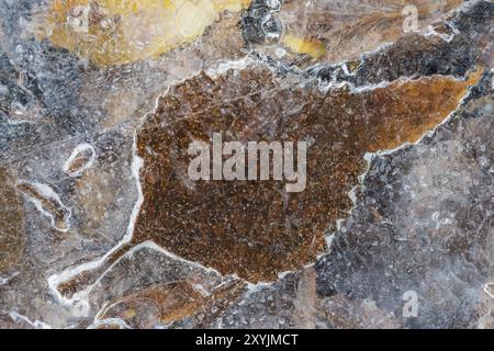 Eisbedeckte Birkenblätter, Dundret Nature Reserve, Gaellivare, Norrbotten, Lappland, Schweden, Oktober 2015, Europa Stockfoto