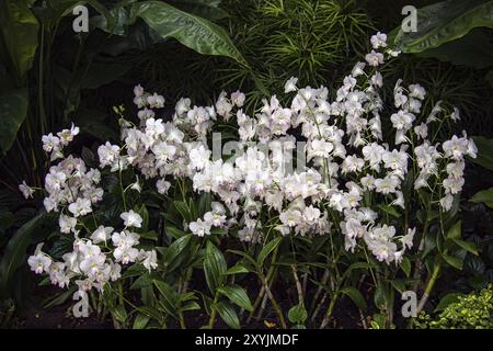 Orchidee in Singapur botanische Gärten Stockfoto