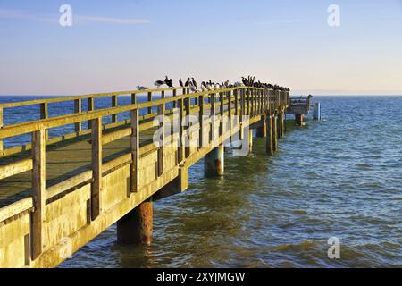 Sassnitz Seebruecke, Sassnitz Pier mit vielen Möwen und Kormoranen Stockfoto