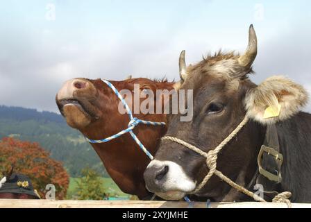 Zwei bayerische Bronzekühe auf dem Viehmarkt Stockfoto