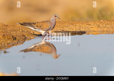 Europäische Turteltaube (Streptopelia Turtur) Stockfoto