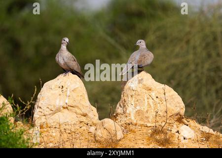 Eurasian Collared Dove (Streptopelia decaocto Stockfoto