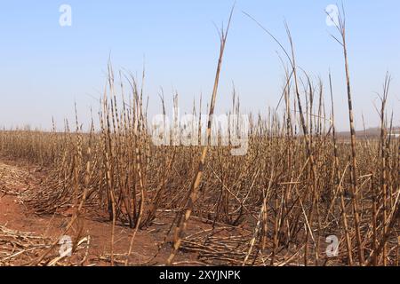 Sao Paulo. August 2024. Dieses Foto vom 29. August 2024 zeigt ein verbranntes Zuckerrohrfeld nach Waldbränden in Ribeirao Preto, Sao Paulo, Brasilien. Der wirtschaftliche Verlust, der durch die Waldbrände im südöstlichen brasilianischen Bundesstaat Sao Paulo verursacht wurde, erreichte innerhalb von nur drei Tagen bis zu 1 Milliarde Reals (182 Millionen US-Dollar), sagte der regionale Gouverneur Tarcisio de Freitas am Montag. Quelle: Rahel Patrasso/Xinhua/Alamy Live News Stockfoto