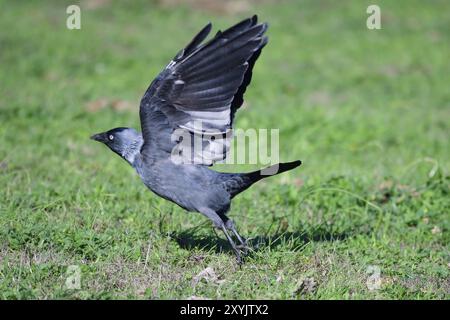 Jackdaw sucht nach Essen. Westliche Jackdaw sucht nach Essen Stockfoto