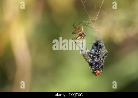 Spinne mit umwickelter Fliege Stockfoto