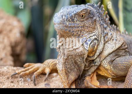 Nahaufnahme eines Orangenleguans in Wüstenlandschaft Stockfoto