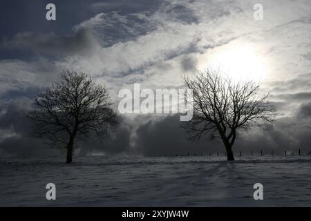 Bäume auf einer Weide gegen das Licht Stockfoto
