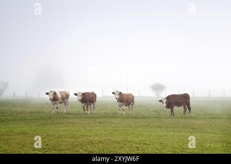 Alpenkühe auf Weide im Morgennebel Stockfoto