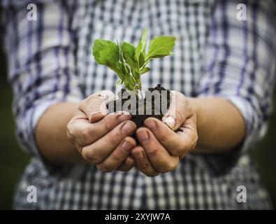 Frau junge Grünpflanze in ihren Händen hält. Frühling und Ökologie-Konzept Stockfoto