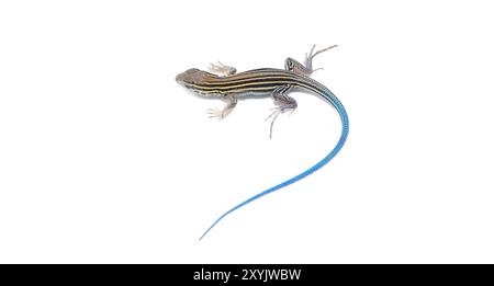 Sechs gesäumte Racerunner-Eidechse - Aspidoscelis sexlineatus - Junges Junges mit hellblauem Schwanz. Vorderansicht isoliert auf weißem Hintergrund. Florida Stockfoto