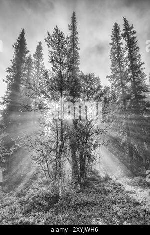 Sonnenstrahlen, die durch Bäume fallen, Dundret Nature Reserve, Gaellivare, Norrbotten, Lappland, Schweden, August 2012, Europa Stockfoto