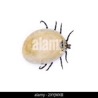 Gopher Schildkröte Zecke Erwachsene – Amblyomma tuberculatum – dorsale Draufsicht mit Details, die Skutum, Körper, Beine und Kopf zeigen. Voller Blut. Häkchen Sie für Stockfoto