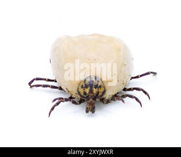 Gopher Schildkröte Zecke Erwachsene - Amblyomma tuberculatum - nur bei Gopher Schildkröte gefunden. Die größte Art in Nordamerika. Ansicht der Vorderseite von oben mit Details Stockfoto