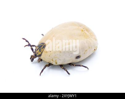 Gopher Schildkröte Zecke Erwachsene - Amblyomma tuberculatum - nur bei Gopher Schildkröte gefunden. Die größte Art in Nordamerika. Ansicht von oben mit Details Stockfoto