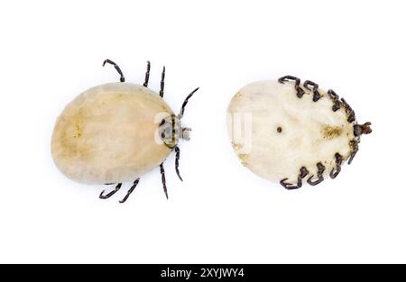 Gopher Schildkröte Zecke Erwachsene – Amblyomma tuberculatum – Oben- und Unteransicht mit Details, die Skutum, Körper, Beine und Kopf zeigen. Voller Blut. Tic Stockfoto