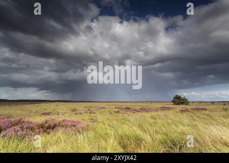 Sturmwolken über Sumpfmoor mit blühendem Heidekraut im Sommer Stockfoto