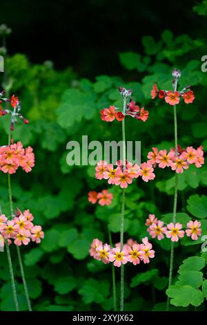 Japanische Primeln in Blüte in einem Wald in Cluny House Gardens Stockfoto