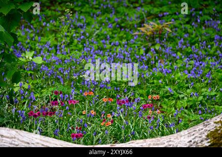 Eine Ausstellung blühender japanischer Primmrosen und Bluebells im Wald der Cluny House Gardens in Highland Perthshire, Schottland Stockfoto