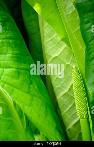 Nahaufnahme eines Western Skunk Cabbage Stockfoto