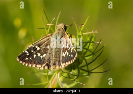 Oberthürs Grizzled Skipper - Pyrgus armoricanus, schöner kleiner Schmetterling aus europäischen Wiesen und Weiden, Zlin, Tschechien. Stockfoto